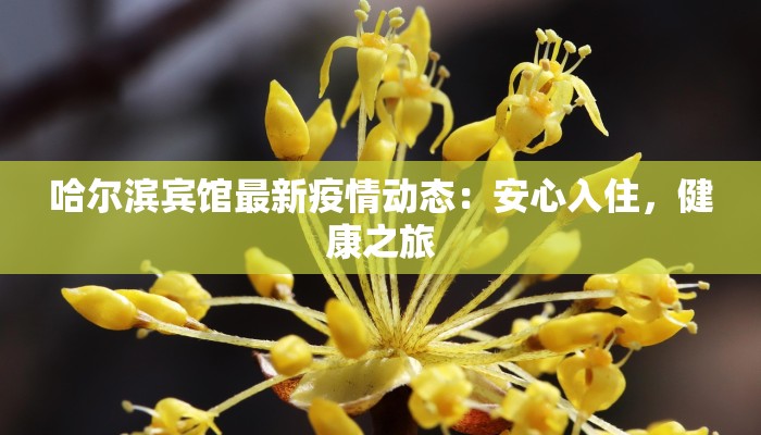 哈尔滨宾馆最新疫情动态：安心入住，健康之旅