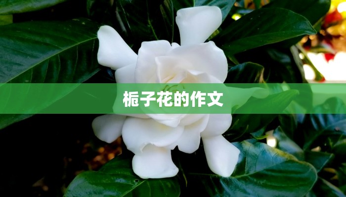 栀子花的作文