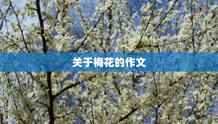 关于梅花的作文