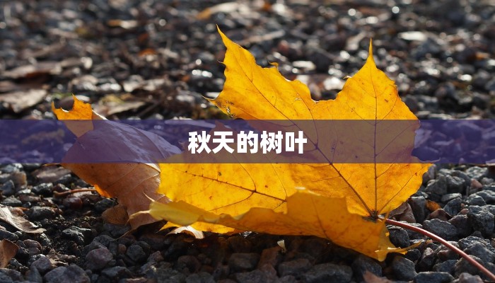 秋天的树叶