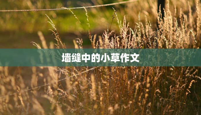 墙缝中的小草作文