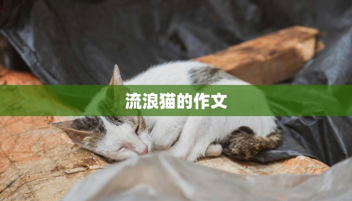 流浪猫的作文