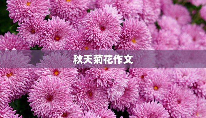秋天菊花作文