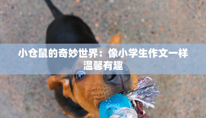 小仓鼠的奇妙世界:像小学生作文一样温馨有趣