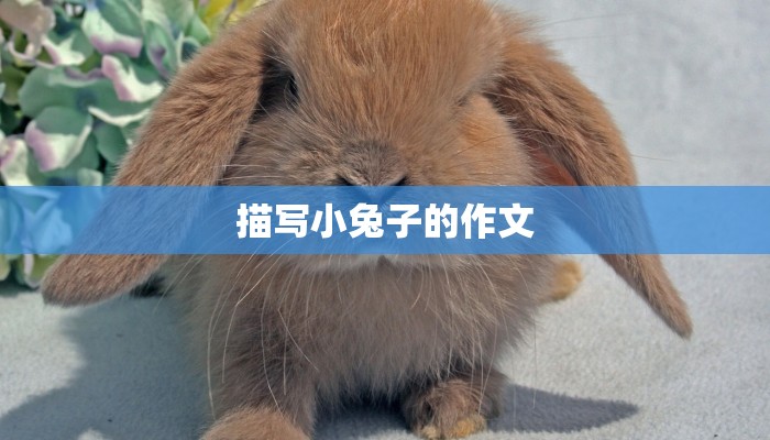 描写小兔子的作文