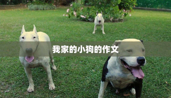 我家的小狗的作文